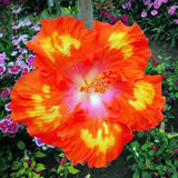 30 Rare Hibiscus Seeds - Rare Non-GMO Heirloom Variety for Your Garden Garden Plants