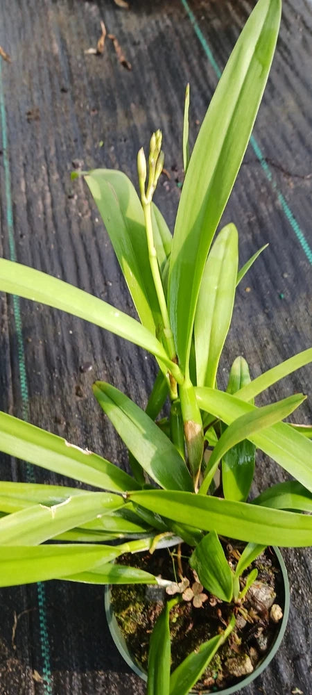 Orchid Cattleya schilleriana x Intermedia Mad Happenings in 4" pot Orchids
