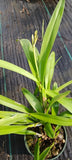 Orchid Cattleya schilleriana x Intermedia Mad Happenings in 4" pot Orchids