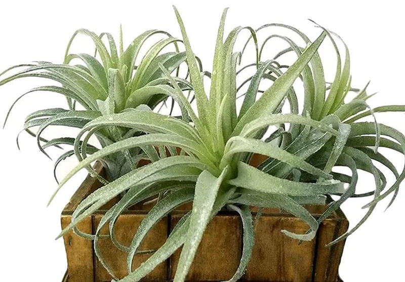 Artificial Plants Faux Succulents Plants Unpotted Small Tillandsia Look Real ... Green Plant