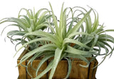 Artificial Plants Faux Succulents Plants Unpotted Small Tillandsia Look Real ... Green Plant