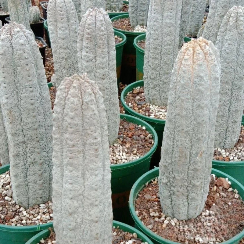 3pcs RareCactus  Euphorbia Abdelkuri Beautiful Cactus Garden 8-11cm Garden Plants