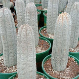 3pcs RareCactus  Euphorbia Abdelkuri Beautiful Cactus Garden 8-11cm Garden Plants