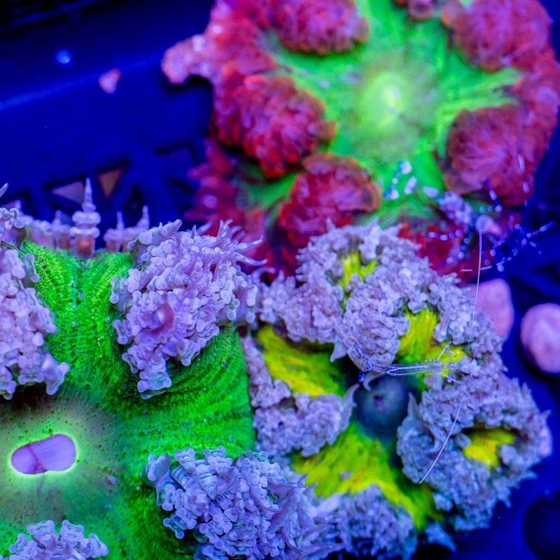 Ultra Rock Flower Anemone Rainbow 3 Pack Anemone