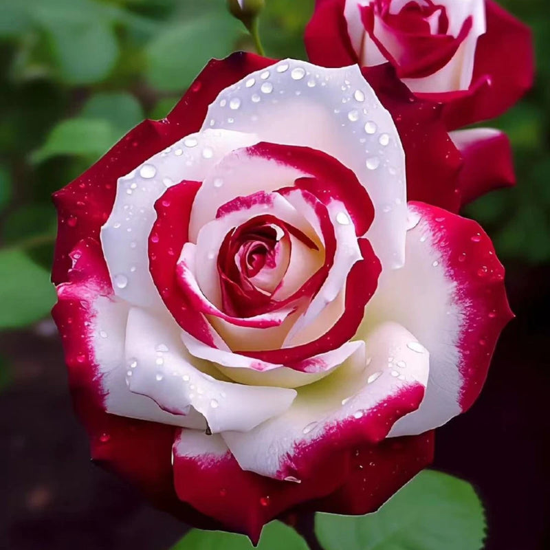 Red & White Bi-Color Rose Seeds Ð 20 Seeds Ð Non-GMO Heirloom Variety for Garden Garden Plants
