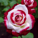 Red & White Bi-Color Rose Seeds Ð 20 Seeds Ð Non-GMO Heirloom Variety for Garden Garden Plants
