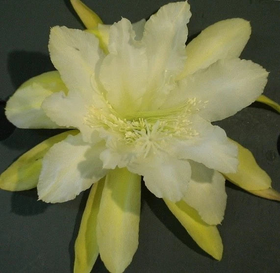 Orchid cactus bloom with pale yellow, cream star-shaped petals