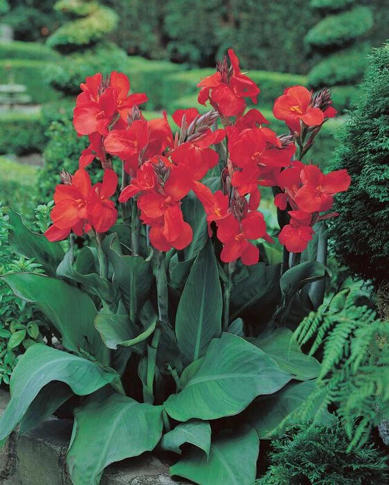 The President Dwarf Canna Lily  Flower 28" Variety 1 Rhizome Bulb Lily
