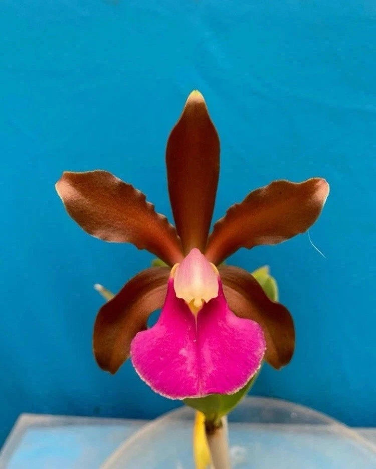 Purple-and-pink orchid hybrid flower with brown petals and yellow throat