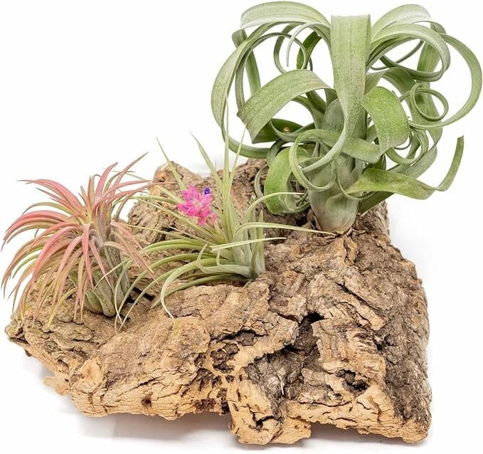Medium Tabletop Cork Bark Display with 3 Tillandsia Air Plants -Wholesale & Bulk Green Plant