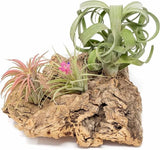 Medium Tabletop Cork Bark Display with 3 Tillandsia Air Plants -Wholesale & Bulk Green Plant
