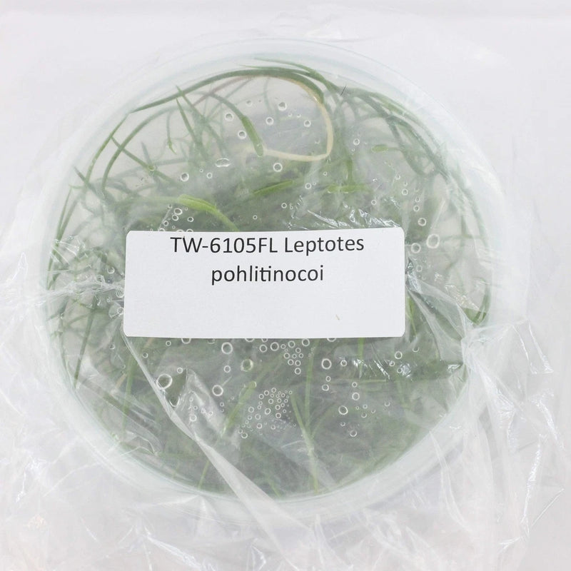 Leptotes pohlitinocoi orchid plant in sealed clear bag with white label