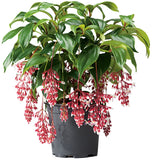 **MAGIC** Magnifica Medinilla Plant~Live Well Rooted STARTER Plant~ VERY RARE Orchids
