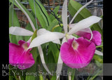 Fragrant. Heat Tolerance. Bc. Yu Toung Star 'Hot Lip' Orchids