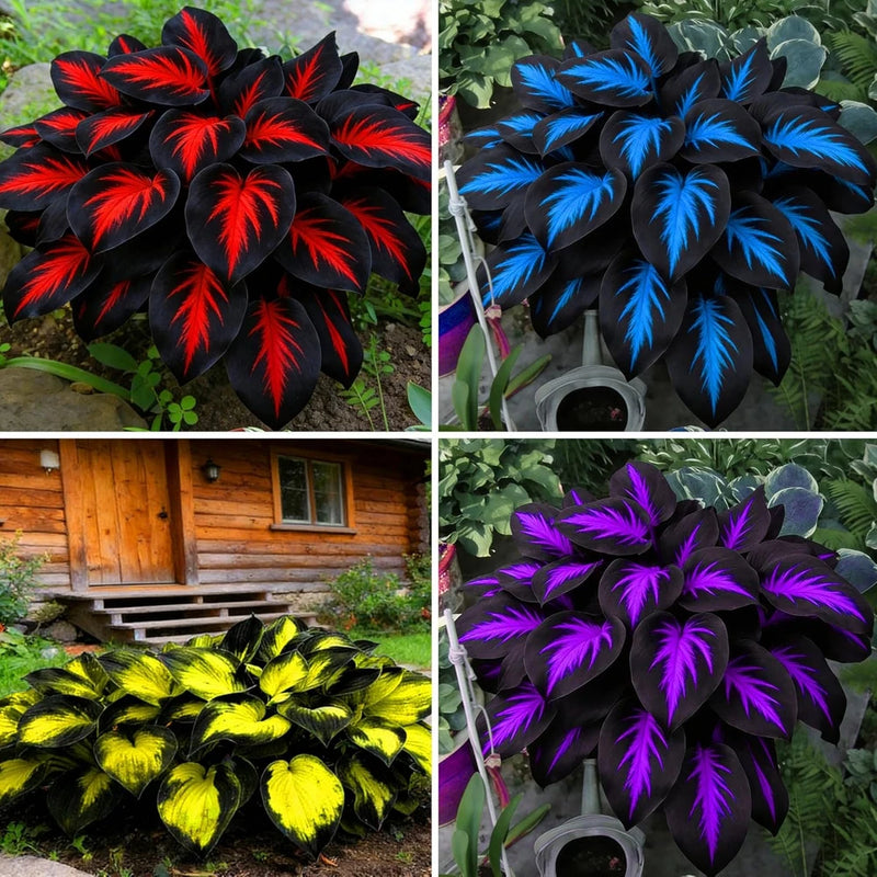 Mix Hosta Seeds for Planting, 280+Pcs Rare Perennial Hosta Flower Seeds Plants, Lily