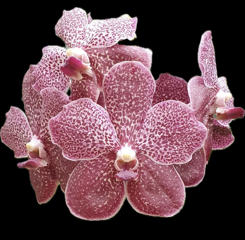 Pink speckled orchid plant with multiple blooms and buds