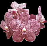 Vanda Tung Tung Diamond Orchid Plant Orchids