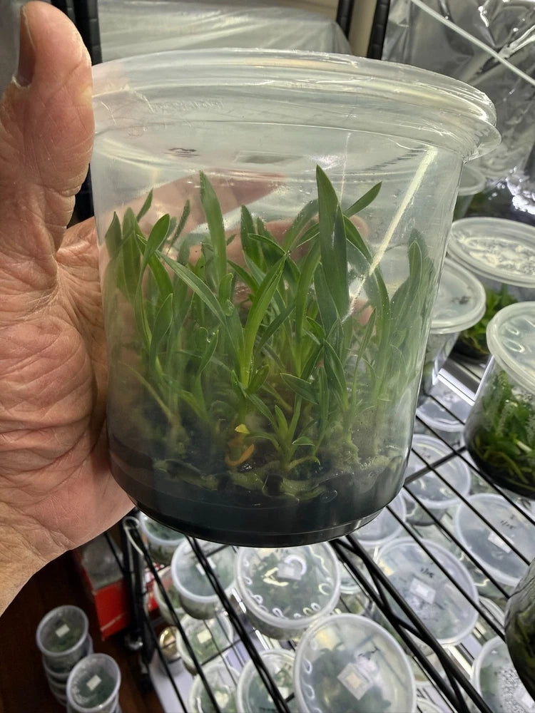 Clear glass orchid flask with green orchid seedlings