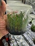 Orchid Flask --Cymbidium Devonianum Orchids