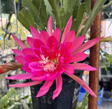 KIWI LEGEND Epiphyllum Orchid Cactus Succulents Orchids