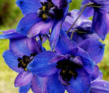DELPHINIUM BLACK KNIGHT Delphinium Cultorum - 100 Bulk Seeds Garden Plants