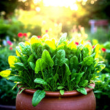 __ 300+ BLOOMSDALE SPINACH SEEDS | HEIRLOOM SAVOY | SLOW BOLT FREE SHIPPING Garden Plants