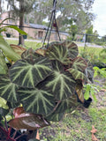 Begonia soli-mutata Orchids