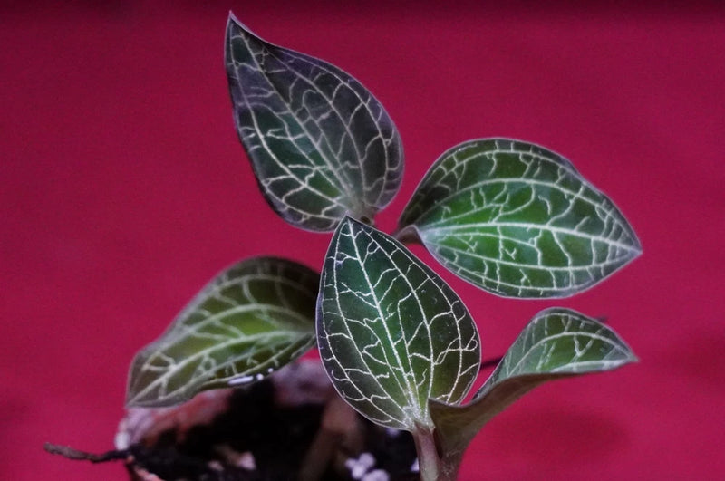 Dreamcatcher-style orchid plant in a terrarium, green veined leaves with dark edging