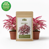 Hosta Seeds 100 plus Rare Perennial Flower Seeds Shade Garden Planting Garden Plants