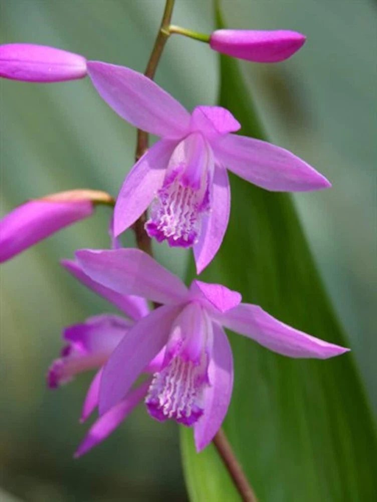 Purple hardy orchid flowers on live starter plant, close-up blossoms