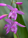 Bletilla ÔKateÕ -Hardy Ground Orchid- Live Starter Plant- FREE SHIPPING!!! Orchids