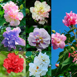 Mix Hibiscus Seeds for Planting, 200Pcs Rare Perennial Grandiflorus Giant Hibisc Flowering Plants