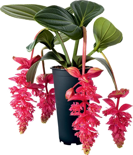 Medinilla orchid starter plant in black pot with glossy green leaves and pink dangling blooms