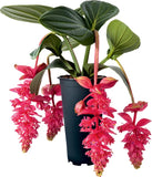 Royal Intenz Magnifica Medinilla Plant~Live Well Rooted STARTER Plant~ VERY RARE Orchids