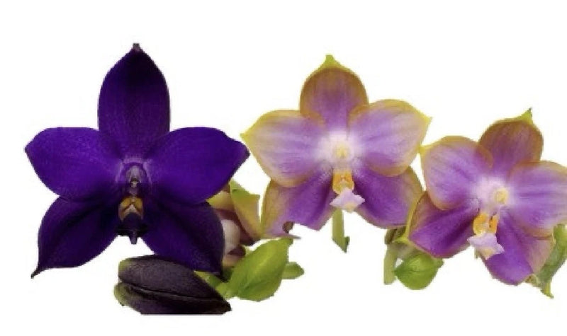 Phalaenopsis orchid with purple and lavender blooms and green leaves