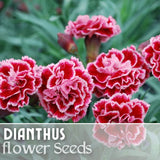 500+ Jazzed Up Dianthus Seeds US SELLER Annual Flowers Seed Carnation Bulk Carnation