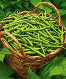 Contender Bush Beans 50 Fresh Seeds Garden Planting Non-GMO Garden Plants