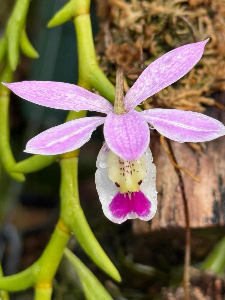 Purple and white orchid flower with spotted lip and three pink petals
