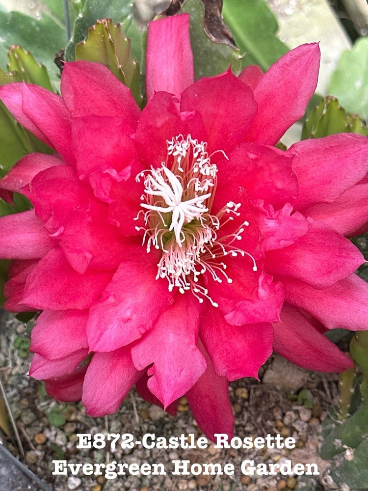 Orchid cactus flower rosette with vivid magenta petals and white stamens