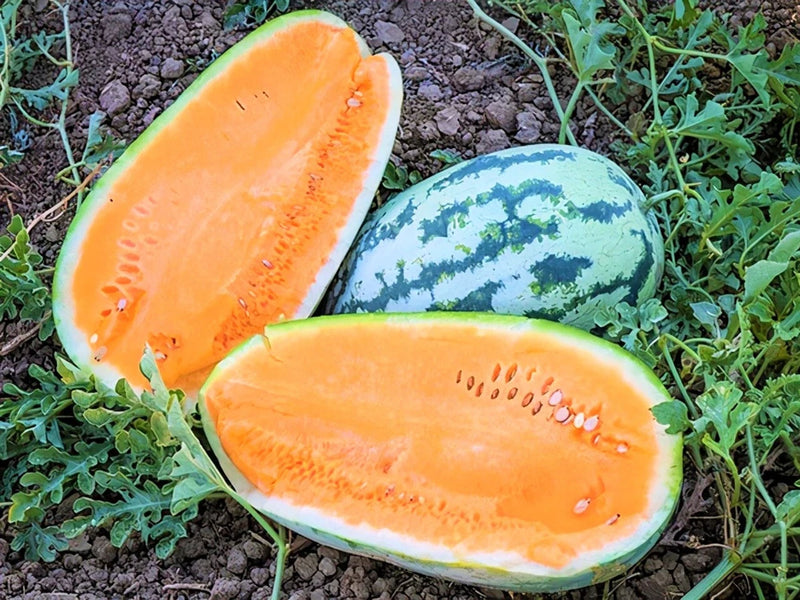 75 TENDERSWEET ORANGE WATERMELON FRESH HARVEST FOR GARDENS Garden Plants