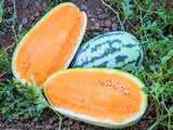 75 TENDERSWEET ORANGE WATERMELON FRESH HARVEST FOR GARDENS Garden Plants