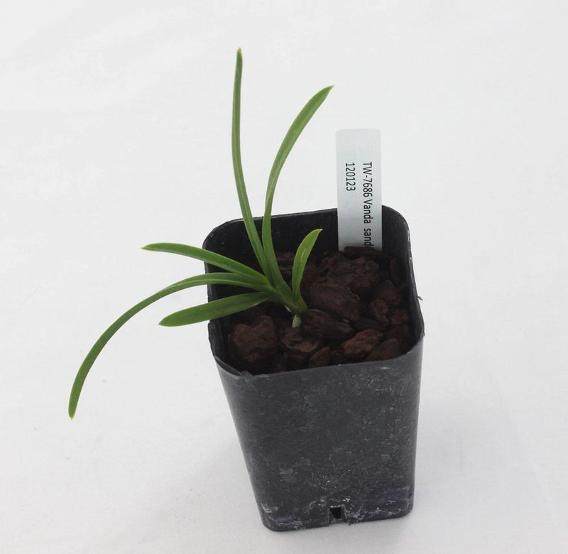 Vanda sanderiana orchid plant in black pot with long green leaves