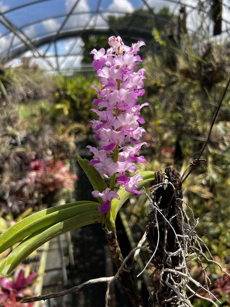Purple orchid flower spike on dark roots, green leaves at the base