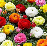 Dozen Mixed Ranunculus Bulbs - Ships from Iowa - 12 Large Healthy Bulbs Ranunculus
