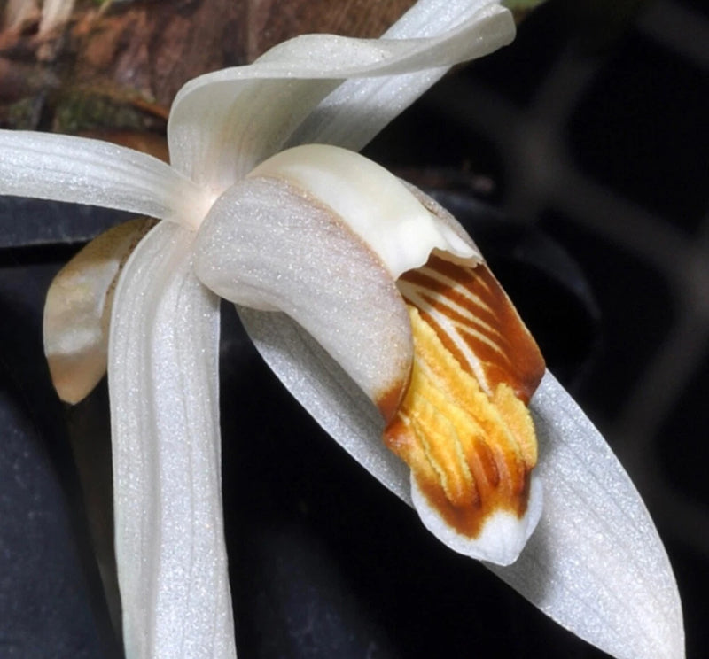 Pale cream orchid flower with orange striped center and curved petals