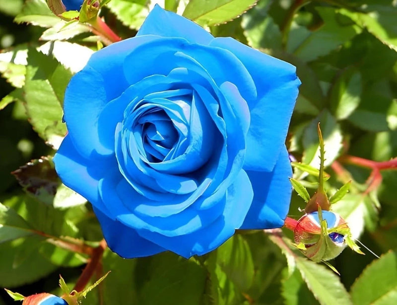 Blue Climbing Rose Bush Seeds - Pack 30 Seeds - Rose Flower Gardening Flowering Plants