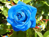 Blue Climbing Rose Bush Seeds - Pack 30 Seeds - Rose Flower Gardening Flowering Plants