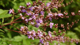 25 CHINESE CHASTE TREE SEEDS - Vitex negundo Garden Plants