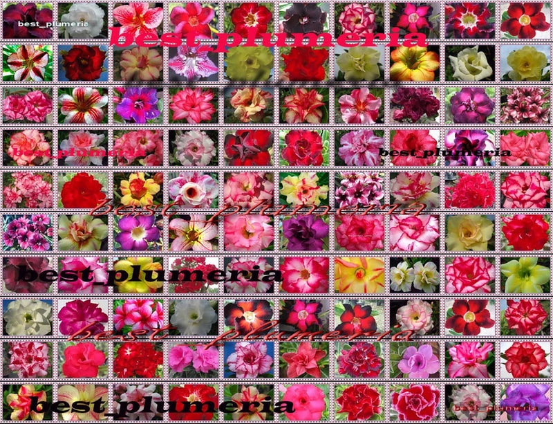 New!Adenium Obesum Desert Rose " Mixed  " 100 Type 1,100 Seeds Roses