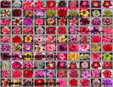 New!Adenium Obesum Desert Rose " Mixed  " 100 Type 1,100 Seeds Roses